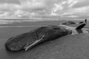 Portada-Argentina-Fauna marina en peligro-Foto Reporte Austral-1600x-(1)-(1)--https://www.reporteaustral.com.ar/--