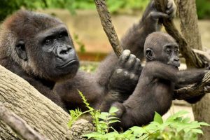 Portada-Gorilas-Foto Jeff McCurry-Pressenza-1600x-(1)-(1)